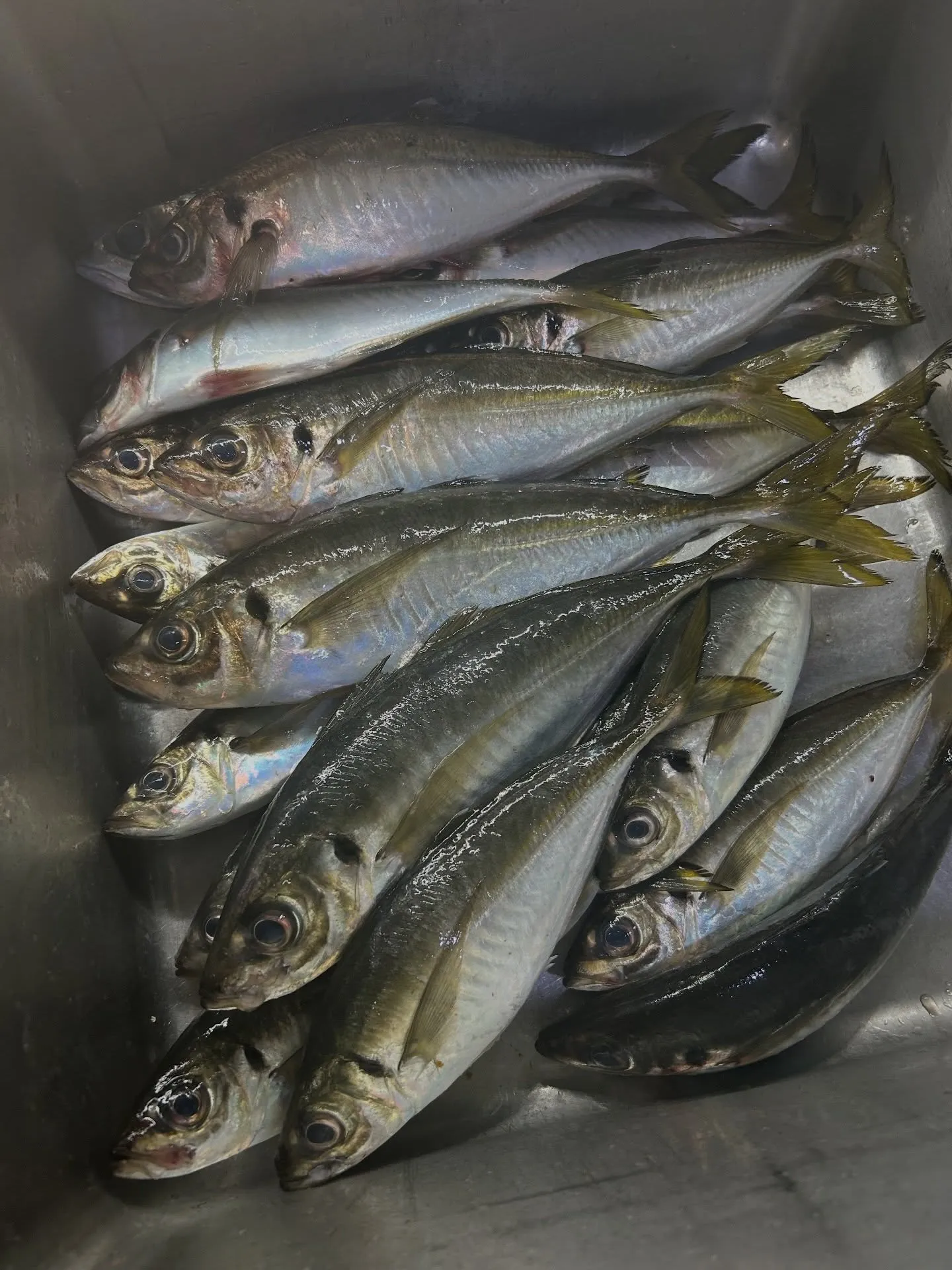 『神楽』で御座います。